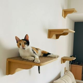 Parque Gato REFORÇADO 4pçs Prateleiras Com Carpete Antiderrapante Já Montado Playground Gato Parede em Oferta na Shopee