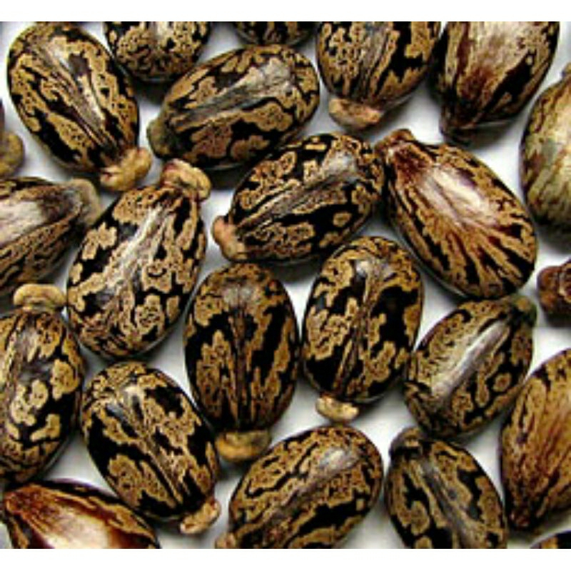 SEMENTE DE MAMONA PARA PLANTIO 20 SEMENTES ORGANICAS