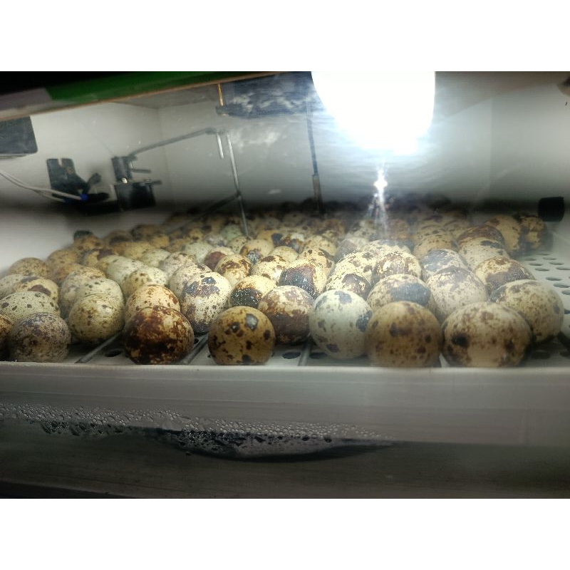 Ovos Ferteis de Codorna: Onde Comprar | BuscaProdutos