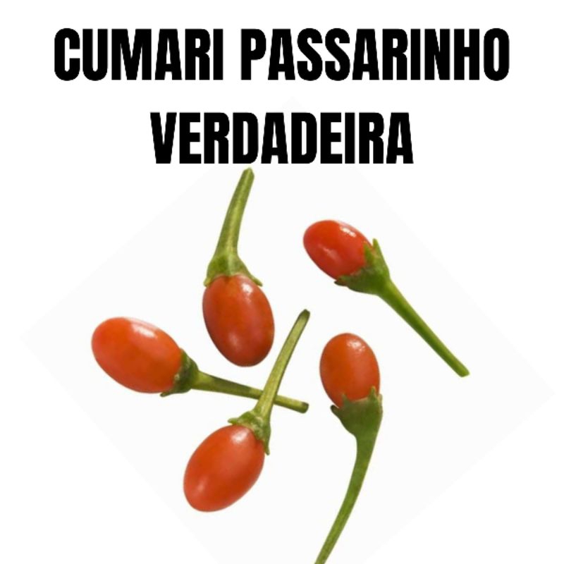 50 SEMENTES PIMENTA CUMARI PASSARINHO VERDADEIRA - COM MANUAL DE COMO FAZER O PLANTIO CORRETO