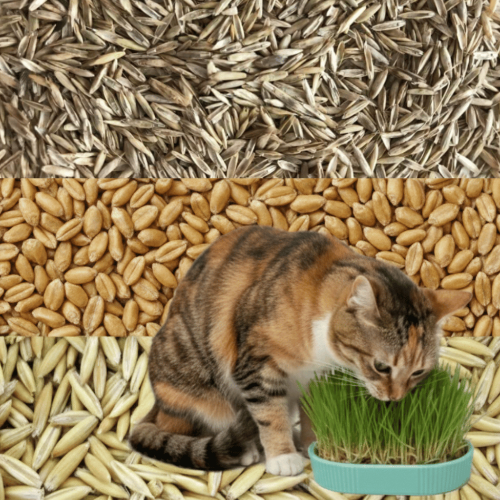 Aveia Ração Animal: Onde Comprar | BuscaProdutos