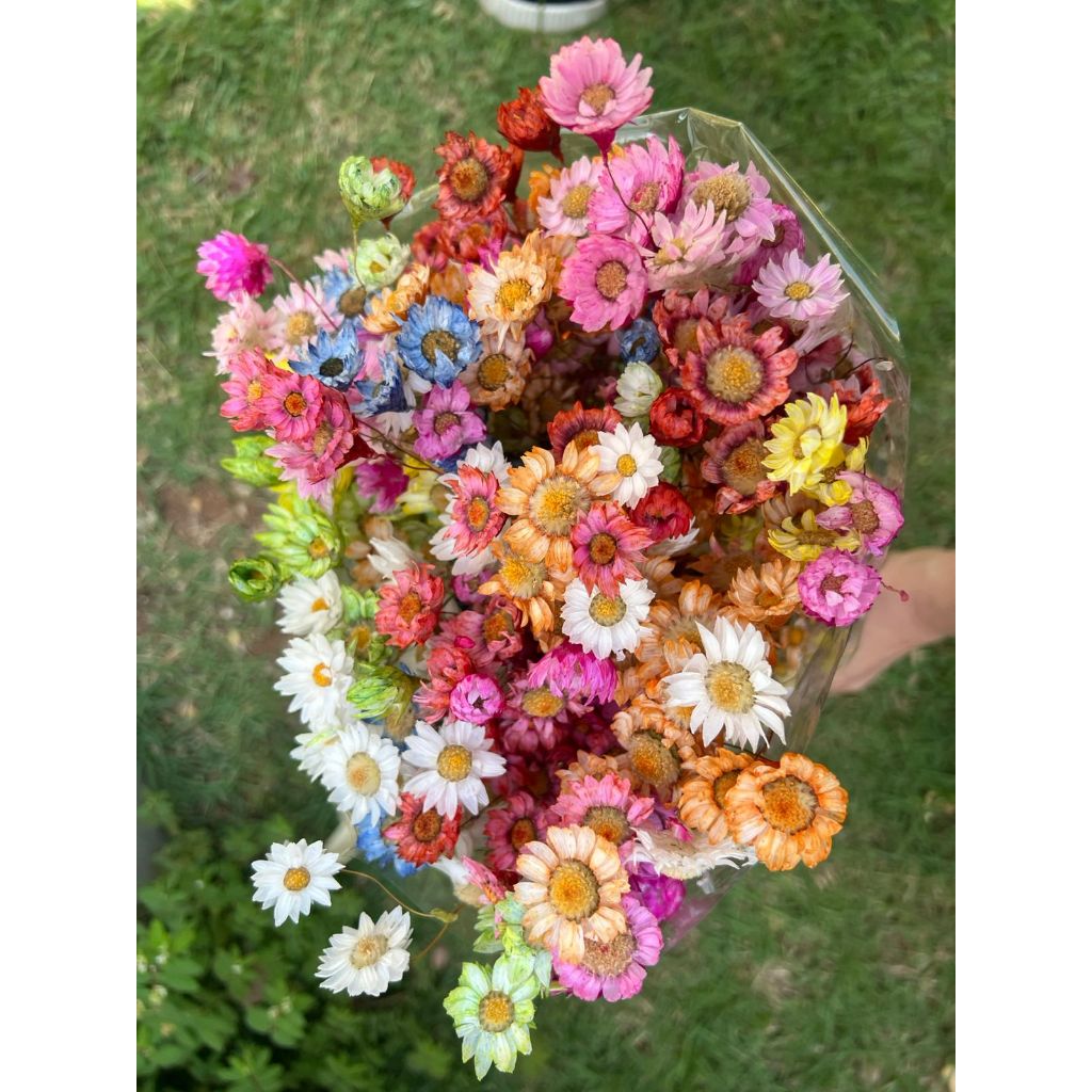 Buquê de Margaridas Coloridas: Onde Comprar | BuscaProdutos