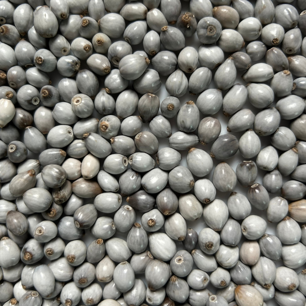 Lágrima de Nossa Senhora Semente Premium com Furo 100 ou 50 unidades em Oferta na Shopee