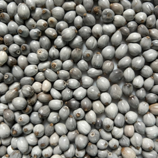 Lágrima de Nossa Senhora Semente Premium com Furo 100 ou 50 unidades em Oferta na Shopee