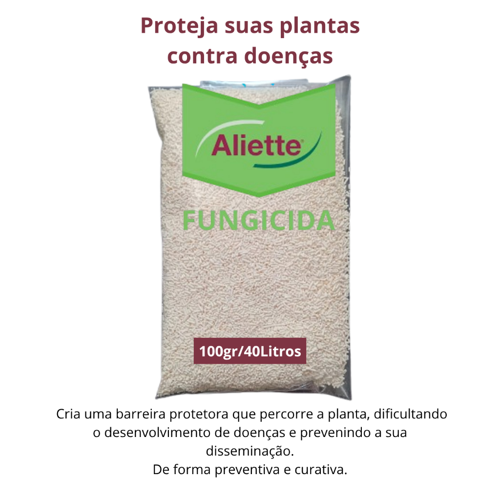 O que é Abacaxi de Jardim? Guia e Onde Comprar | BuscaProdutos