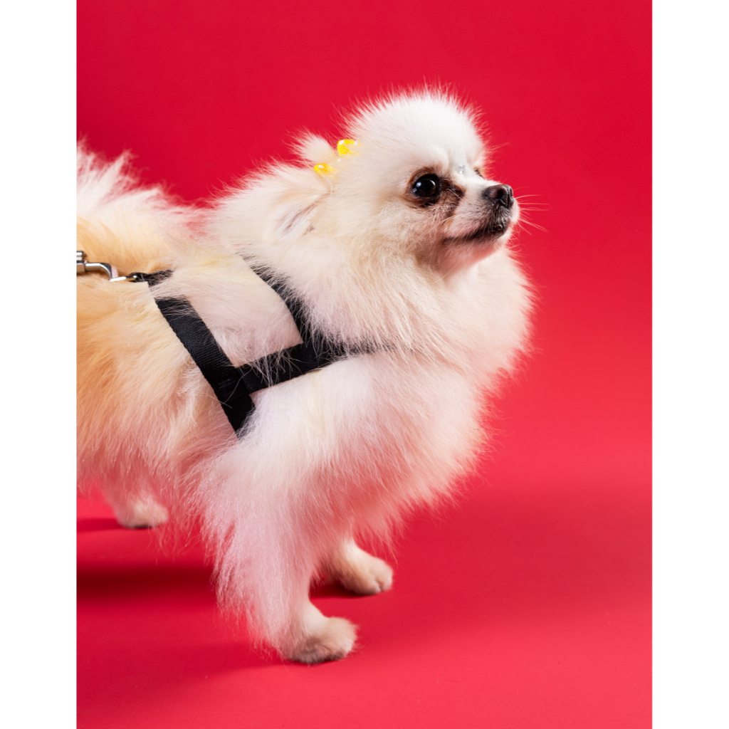 Coleira Guia Peitoral Para Cachorro Premium Tradicional Toh Pet Ajustável Cães Cão — imagem 2 de 2