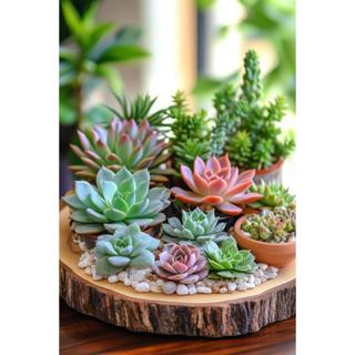 3 a 12 PCS Mini Suculentas Realistas Artificiais SORTIDAS Estilos Cores Misturados - Pequena em Oferta na Shopee