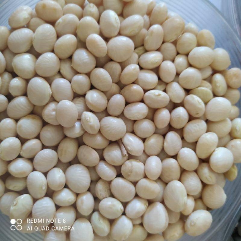 O que é Fava Branca? Guia e Onde Comprar | BuscaProdutos