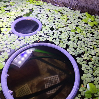 Kit com 3 Anéis Flutuantes – Separador de Plantas e Anel de Alimentação para Aquários Aquarismo Decoração em Oferta na Shopee