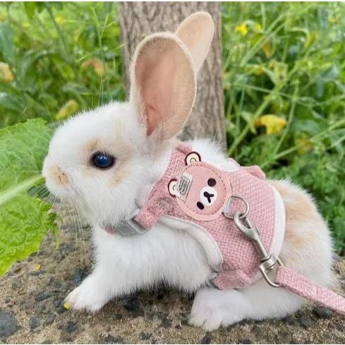 Coleira Peitoral Colete com Guia para Coelho e Porquinho da Índia Rosa, Azul, Apricot, Cinza em Oferta na Shopee