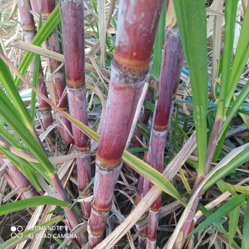 KIT RAMAS MANDIOCA MACAXEIRA E CANA PARA CALDO MAIS BRINDE DE FEIJÕES PARA PLANTAR