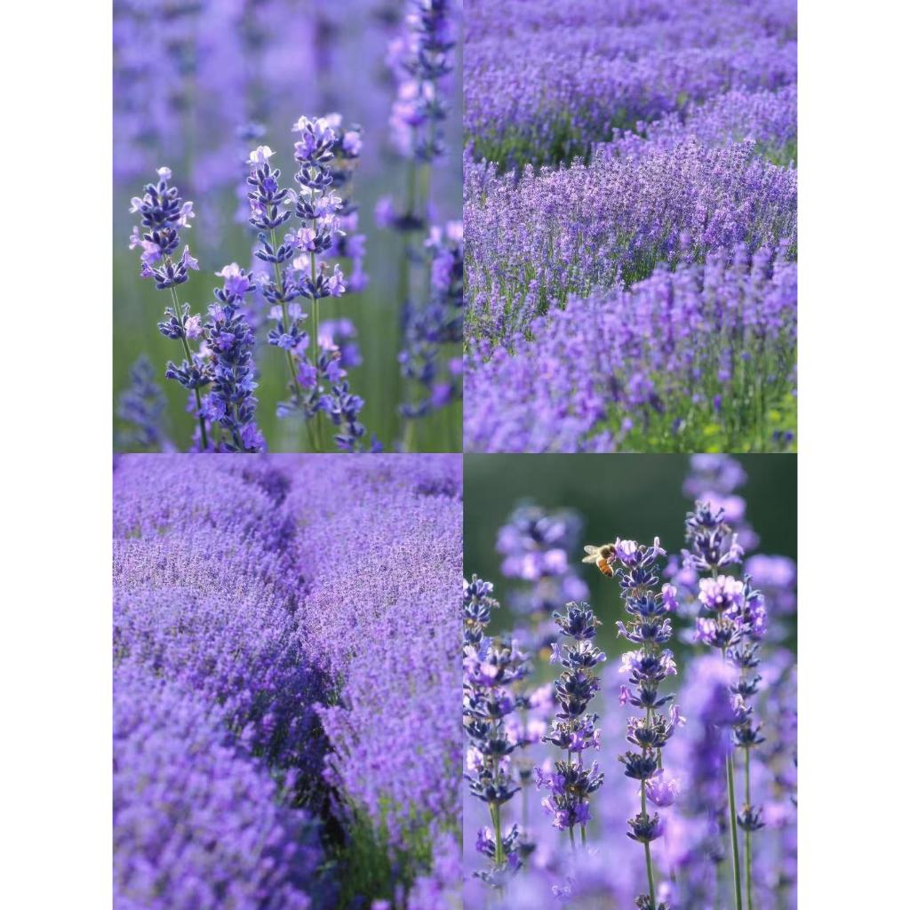 💜 Sementes de Lavanda Aromática p/ Jardim e Varanda 🌿