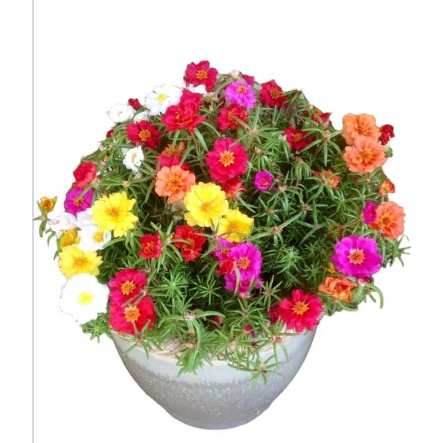 1200 sementes de portulaca , cores sortidas em Oferta na Shopee