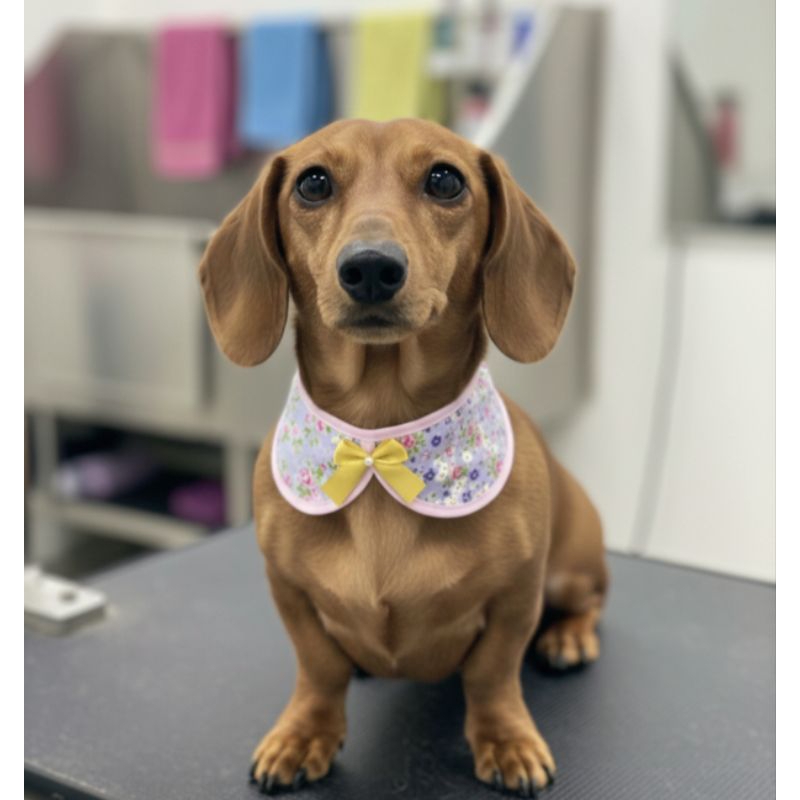 Colarinho Babador  Fêmea 10 unidades  Pet Shop Banho e Tosa em Oferta na Shopee