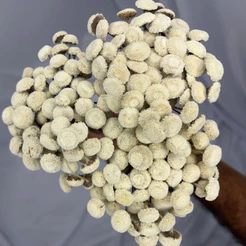 150 Botão Bolinha, Botão Branco, Flor Seca, Desidratada