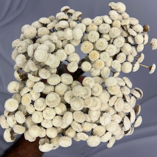 200 Botão Bolinha, Botão Branco, Flor Seca, Desidratada em Oferta na Shopee