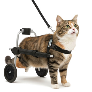 Coleira Cadeira 2 Rodas Cachorro Tamanho Pp Gato Carrinho Regulável Deficiente Recuperação Pata Traseira em Oferta na Shopee