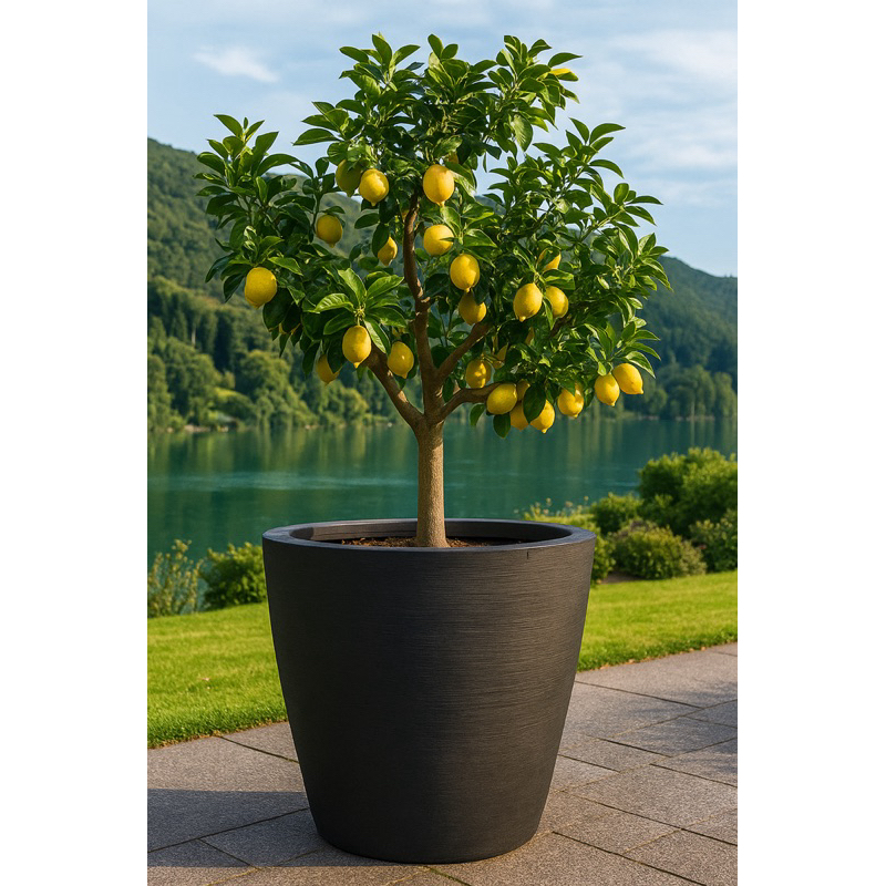 Vaso Para Planta Bojo Grande 64x76x47 Polietileno / Vaso para frutífera, Jabuticaba, Mangueira…