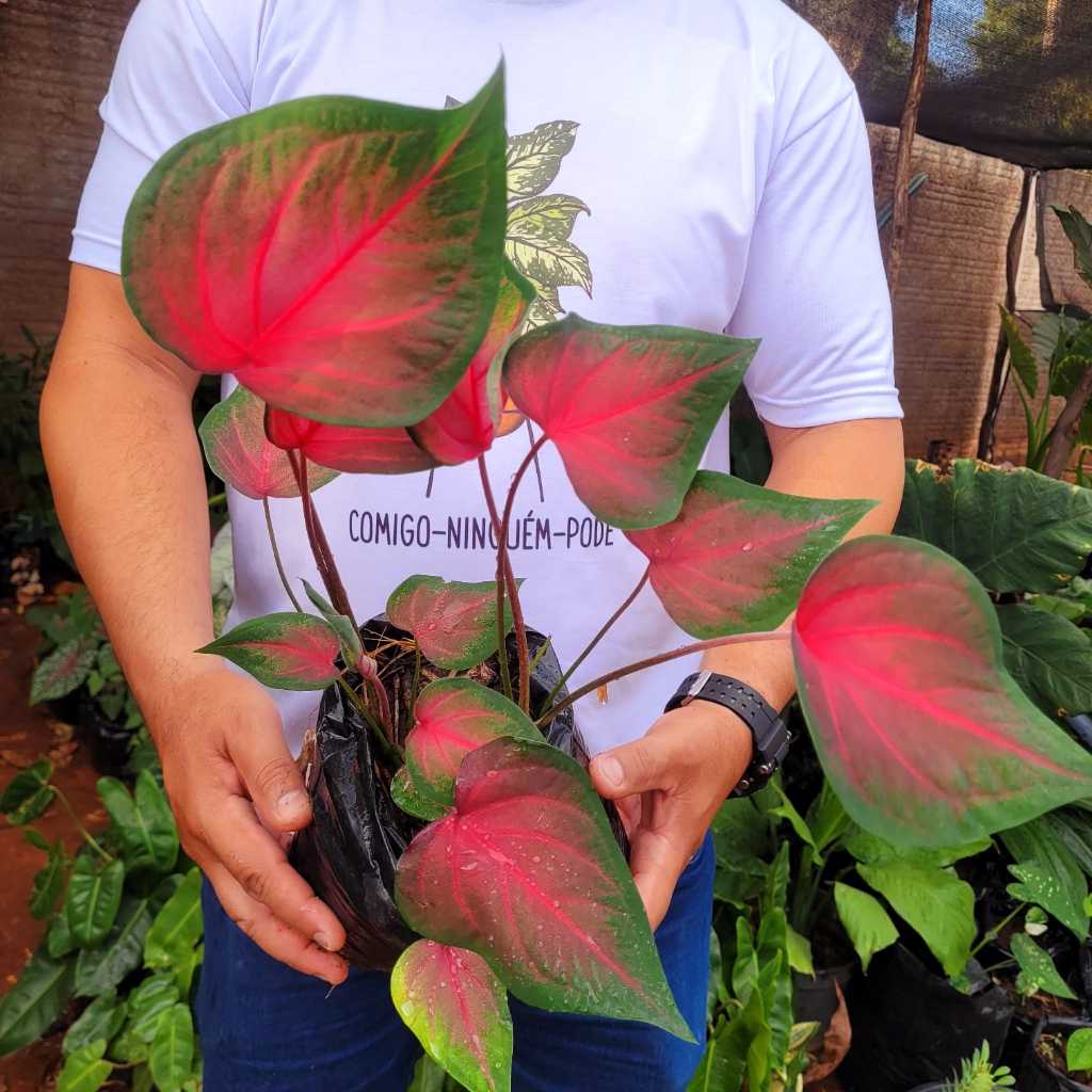 Bulbos de Calladium: Onde Comprar | BuscaProdutos