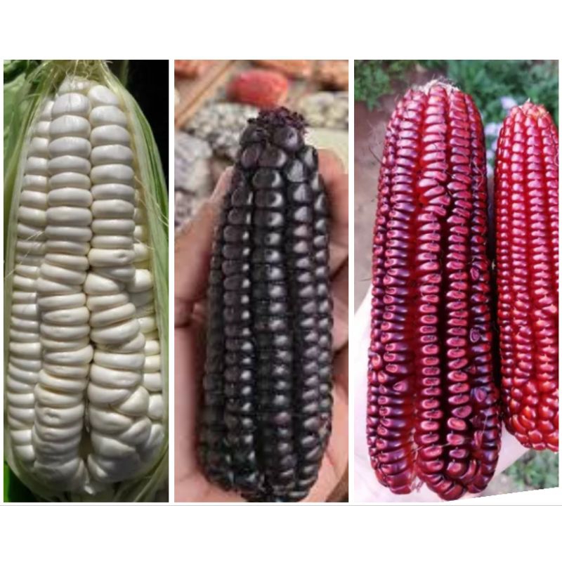 300 Sementes 3 Espécies Milho Peruano, Branco Gigante, Preto e Milho Gigante Indígenas Vermelho.
