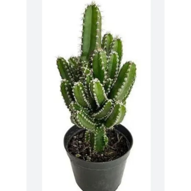 Castelo de Fadas Cacto: Onde Comprar | BuscaProdutos