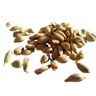 5 Sementes Laranja Serra Dágua Anã P/ Mudas Plantar No Vaso