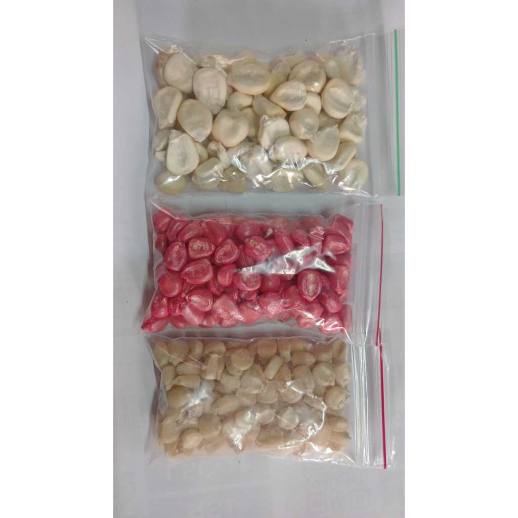 Kit semente milho branco: 100 al bianco, 100 hib. BMB600 e 50 gigante peruano