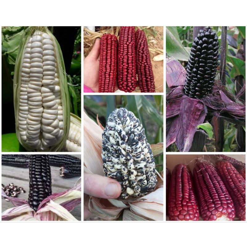 200 Sementes Milho: Branco Gigante Peruano+ Preto Peruano + Vermelho Asteca + Cinza Indiano.
