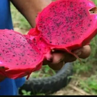 1 Mudinha PITA.YA  VERMELHA GIGANTE plante Horta vaso terra não é Semente