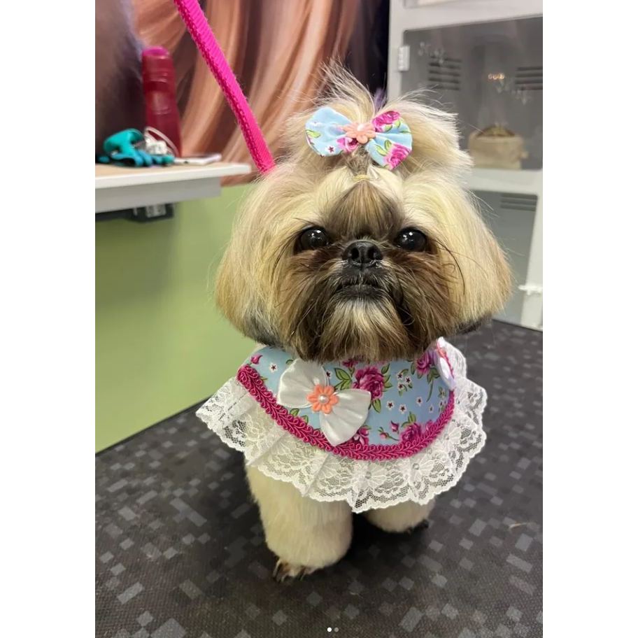 5  Bandanas Pets + 5 lacinhos roupinha pet Colarinho  de Pescoço Acessório Banho e Tosa e Pet Shop