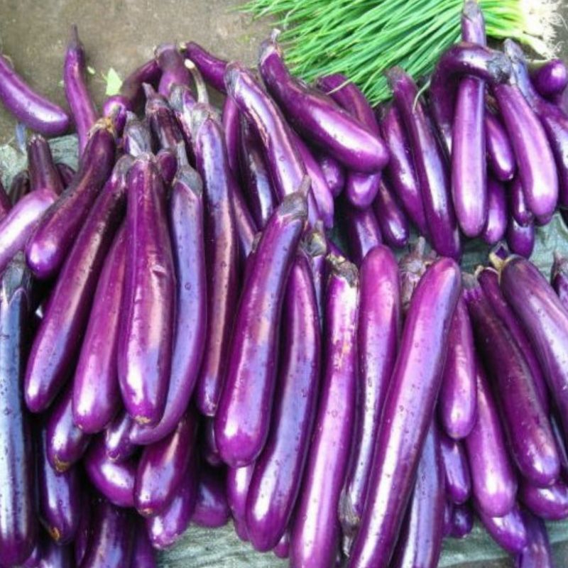 20 Sementes de Berinjela Chinesa – Variedade Roxa de Metro, Rara e Deliciosa!