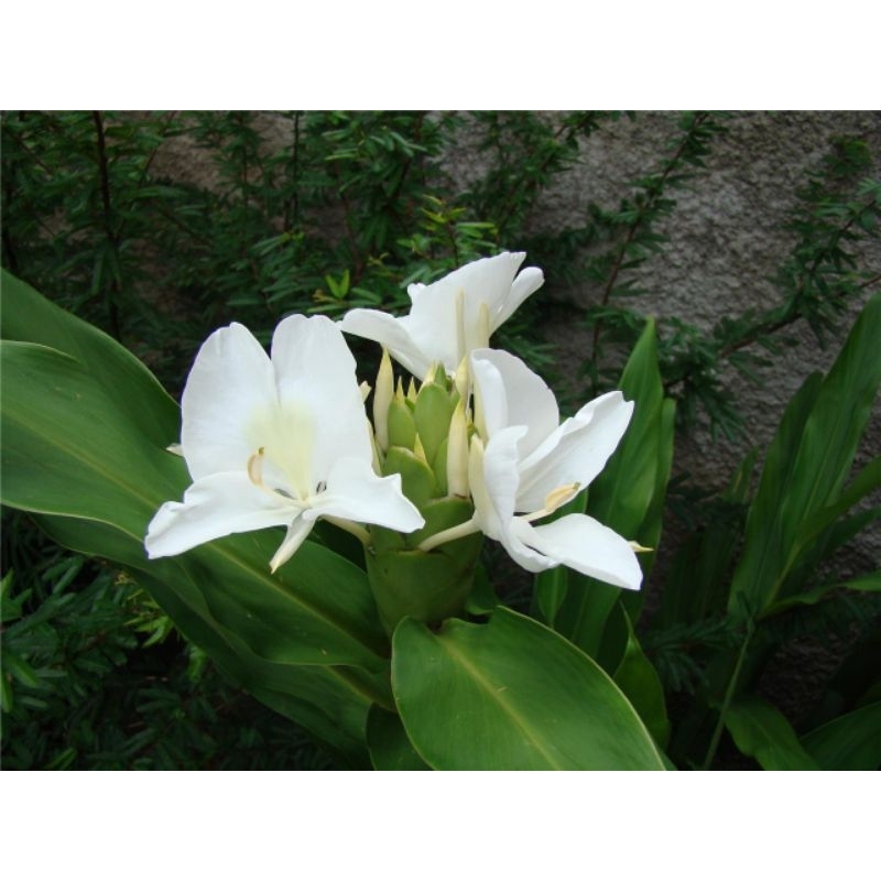 Lírio do Brejo: Guia Completo e Onde Comprar | BuscaProdutos