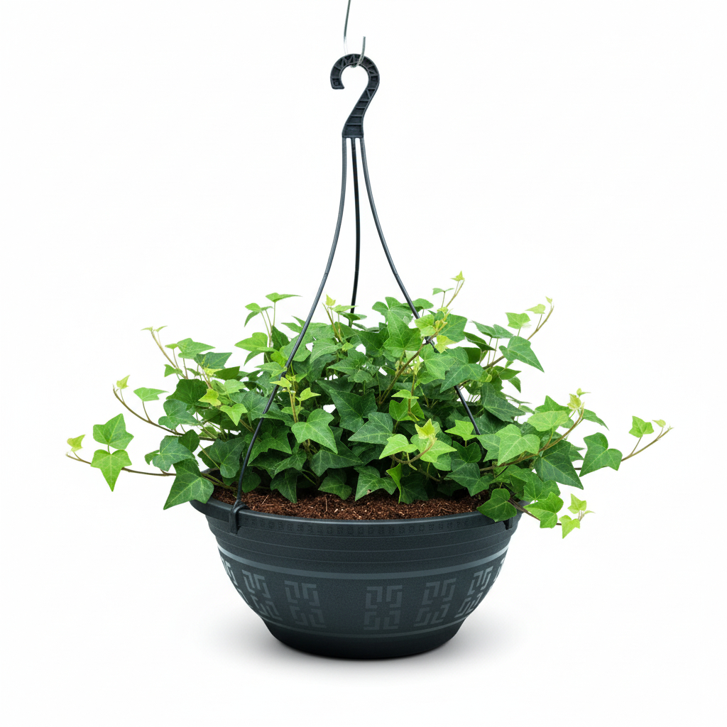 Cuia para Plantas Grande: Onde Comprar | BuscaProdutos