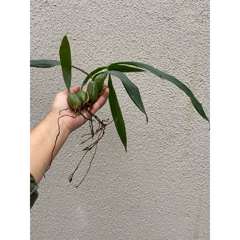 Lâmpada Ha: Guia Completo e Onde Comprar | BuscaProdutos