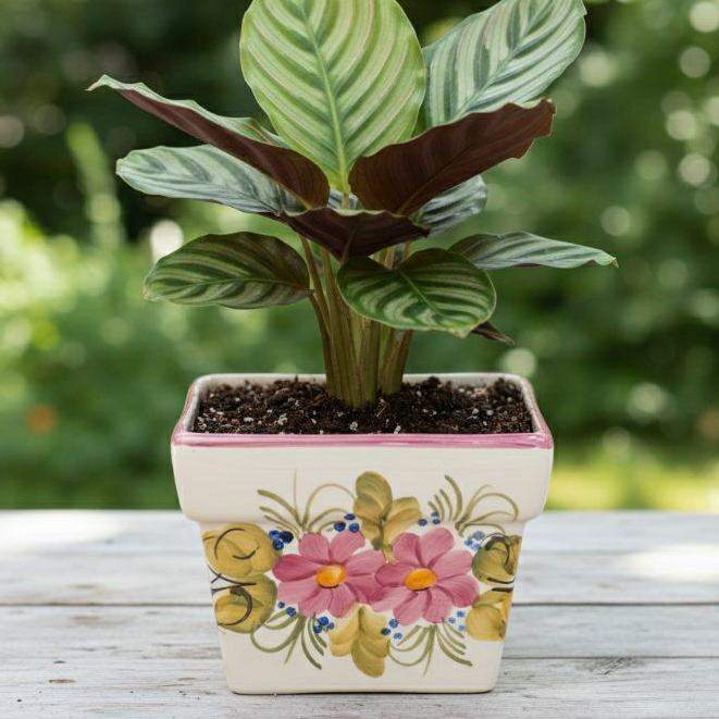 Vaso Vasinho Cachepô Cachepot Tulipa/Cravo Quadrado Para Jardim e Sala Promoçao mais vendido em Oferta na Shopee