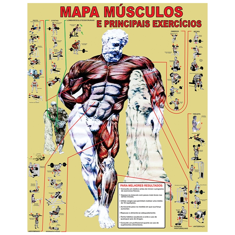 Mapa Músculo Exercício Academia Treino Corpo Humano Anatomia