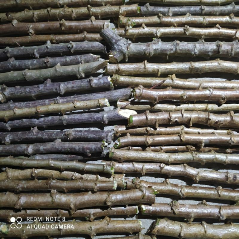 RAMAS DE MACAXEIRA MANDIOCA 120 RAMAS PARA 240 COVAS MADURA PARA PLANTIO ORGÂNICO COM MUITA GEMA