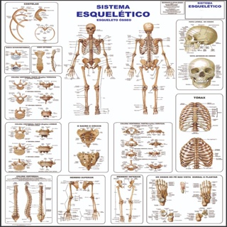 Mapa Do Corpo Humano Sistema Esqueletico I 120x90cm - Grande em Oferta na Shopee