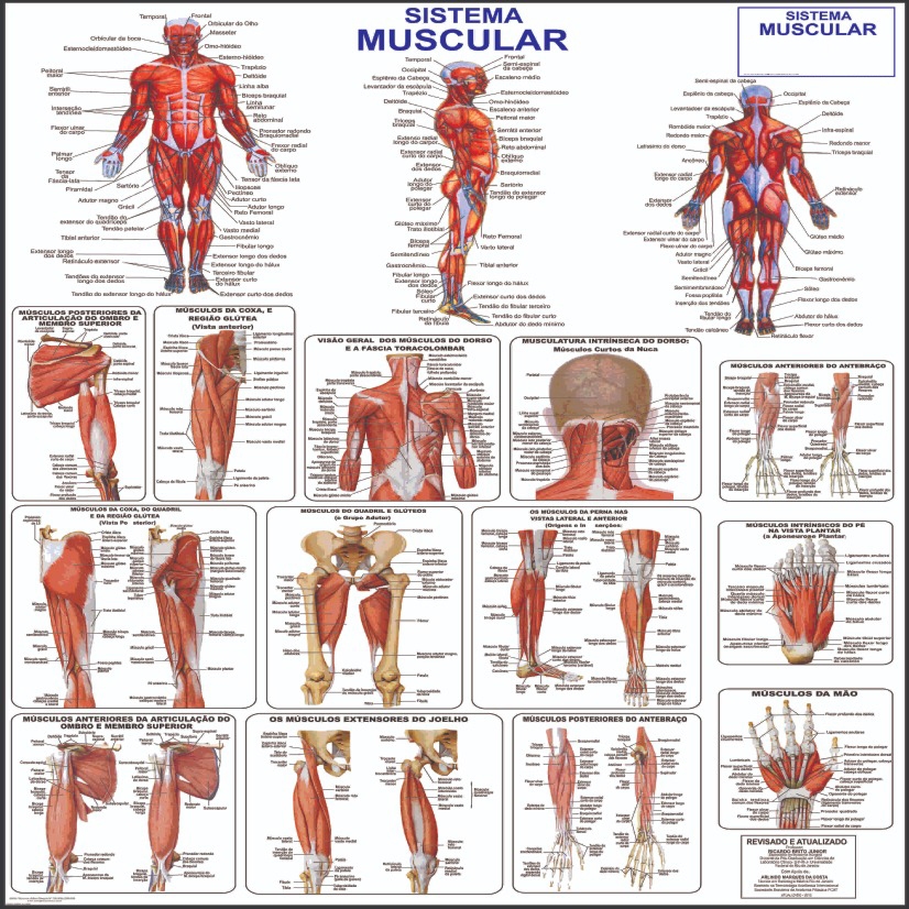 Mapa Do Corpo Humano Sistema Muscular Anatomia 120 cm x  90 cm - Grande em Oferta na Shopee