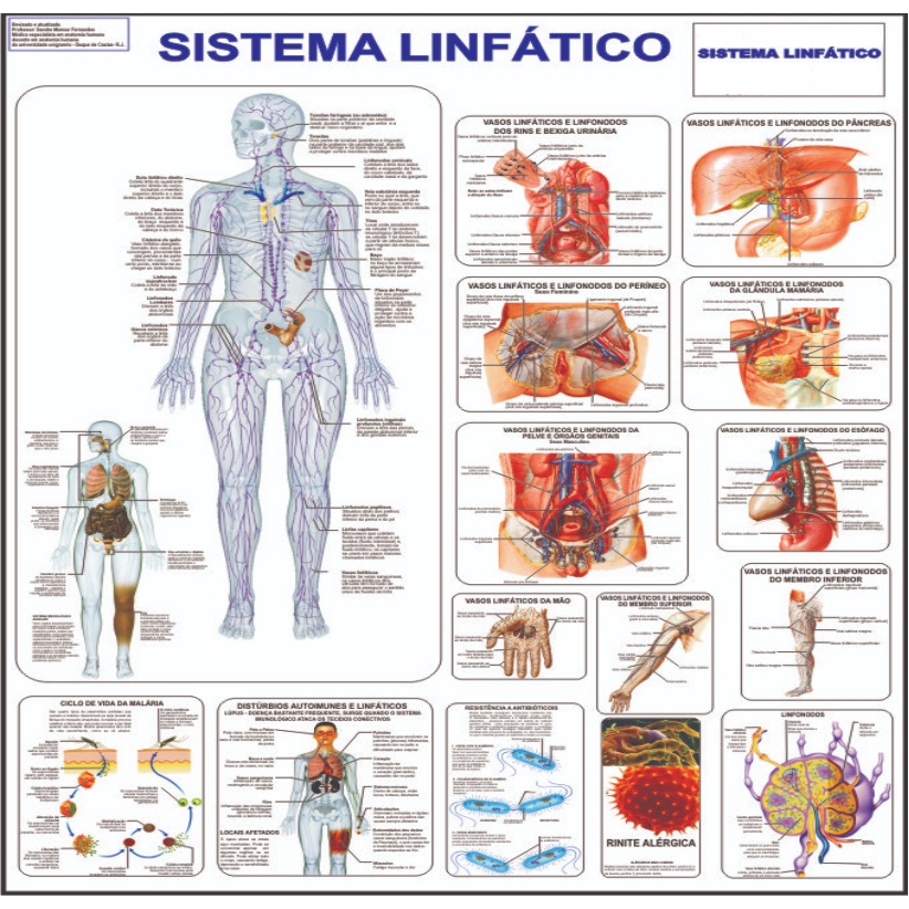 Mapa Corpo Humano Sistema Linfático 120 X 90 Cm Grande em Oferta na Shopee