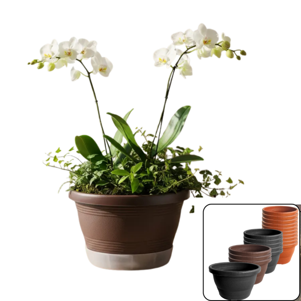 Avenca: Guia Completo e Onde Comprar | BuscaProdutos