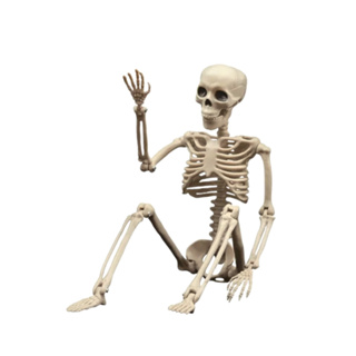 Esqueleto Humano Articulado Realista Ornamento Halloween 40cm em Oferta na Shopee