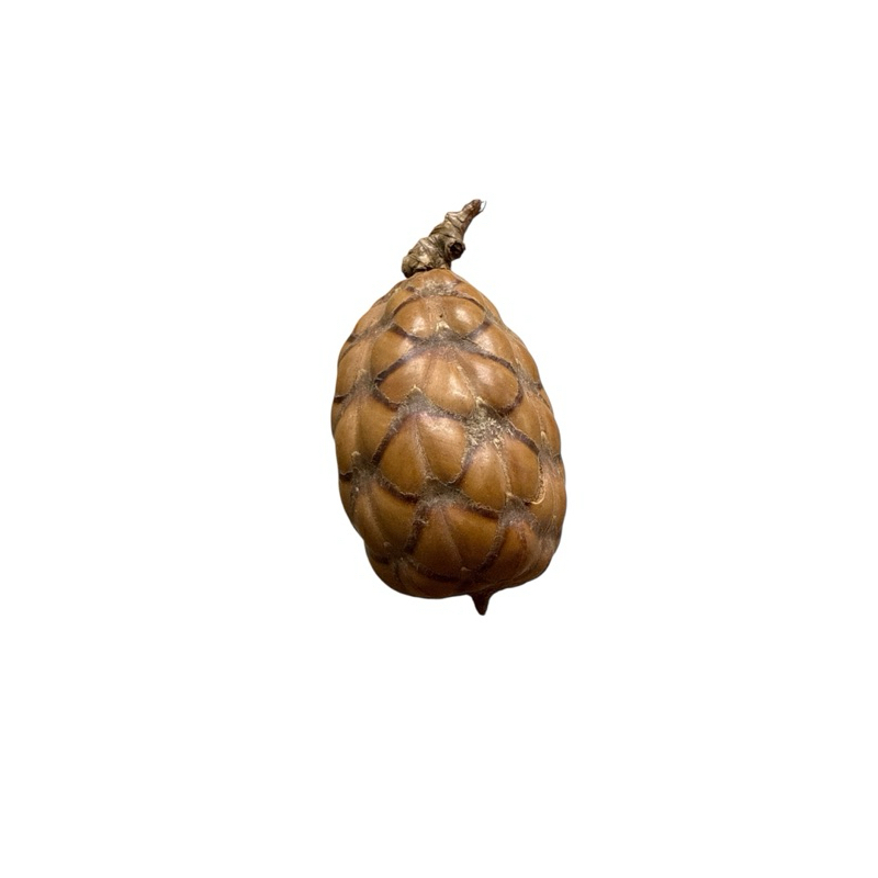 Fava de Oxossi Pinha Unidade/ 3 Unidades/ 6 Unidades Assentamento Umbanda Candomblé Quimbanda