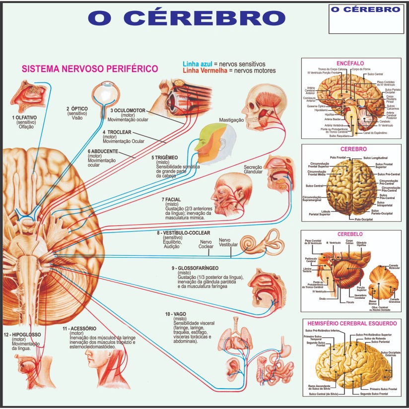 Mapa Anatômico do Cérebro – 120x90cm - Uso Didático Medicina - Enfermagem