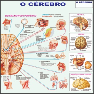 Mapa Anatômico do Cérebro – 120x90cm - Uso Didático Medicina - Enfermagem em Oferta na Shopee