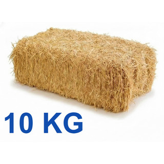 10 KG palha de madeira natural pinus decoração proteção enfeite