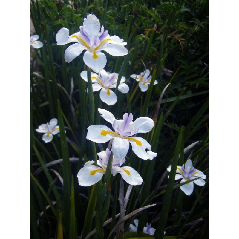 moreia flor branca kit 130 mudas,melhor oferta
