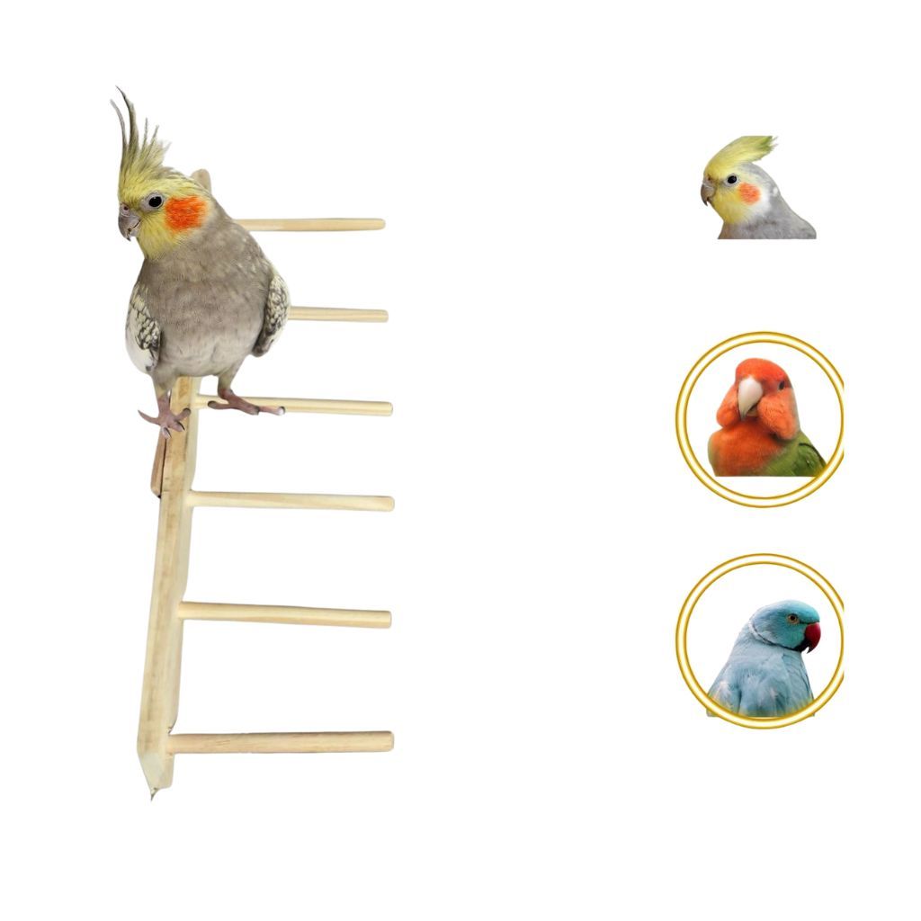 Brinquedos Para Calopsita Escada De Madeira Suspensa Para gaiola Periquito Agapornes Rinq Neck Pets.