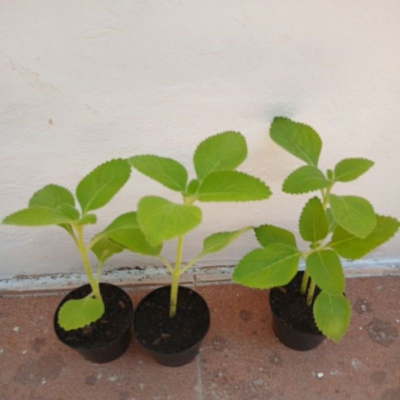 Boldo Planta: Guia Completo e Onde Comprar | BuscaProdutos