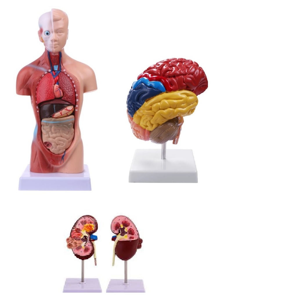 Kit Modelo Do Torso Humano Anatomia E Meio Cérebro E Rim